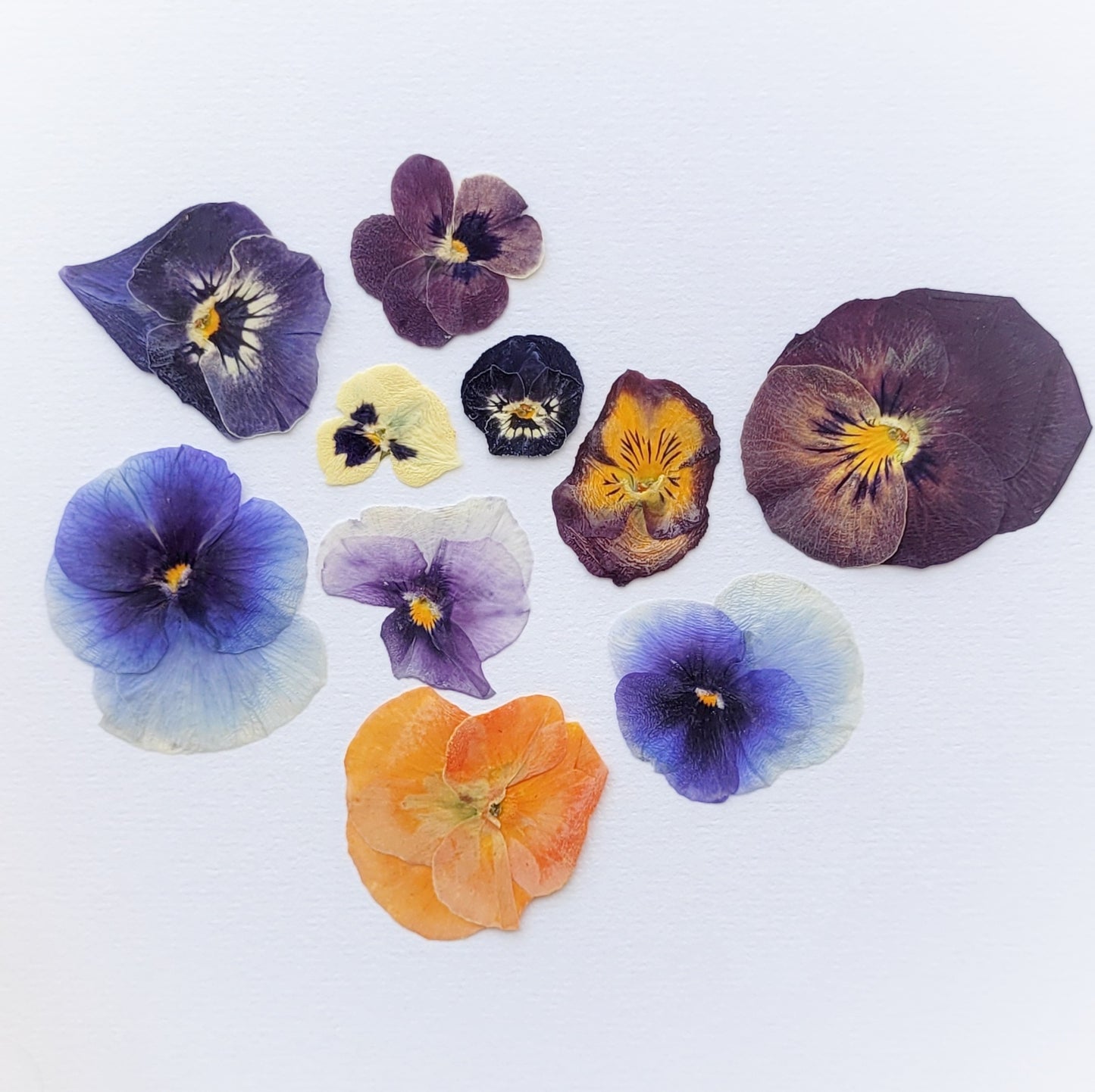 FLEUR PENSEE PRESSEE COMESTIBLE MIXTE