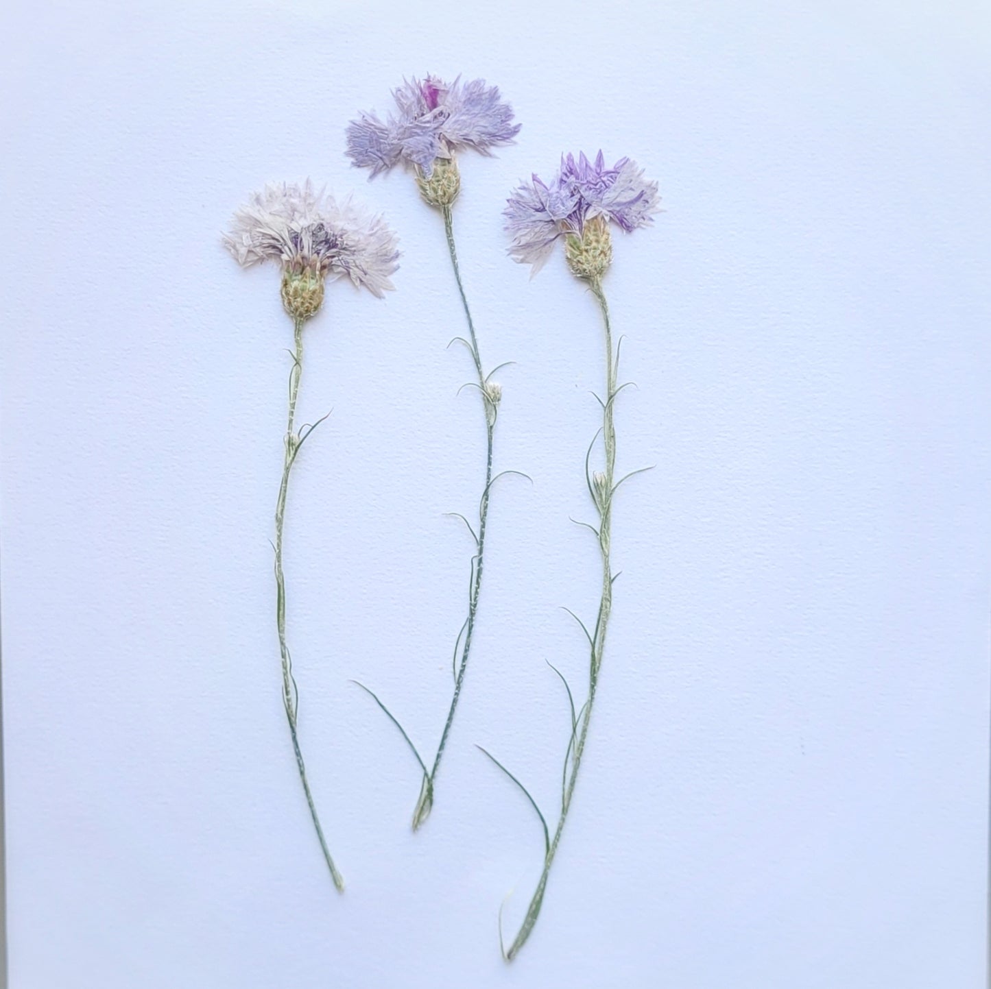 TIGE BLEUET VIOLET