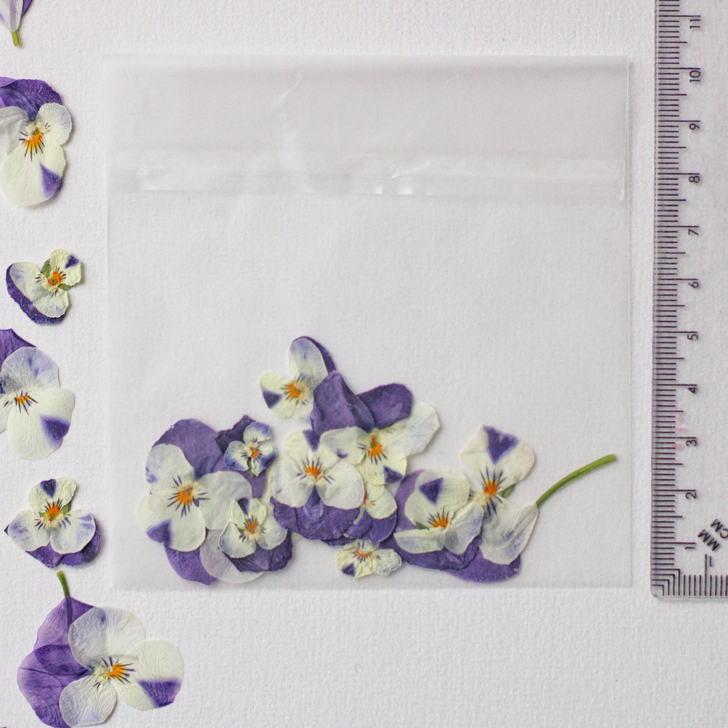 FLEUR PENSEE PRESSEE COMESTIBLE VIOLET