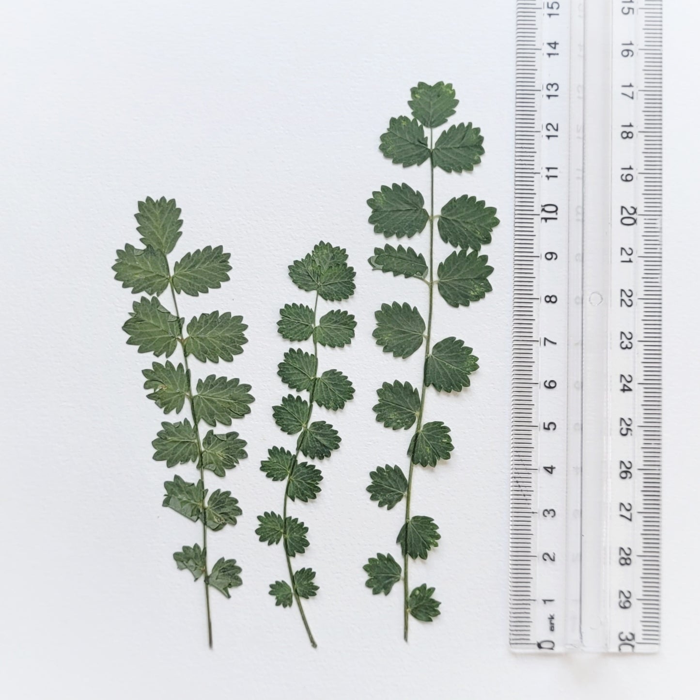 FEUILLE PIMPRENELLE PRESSEE