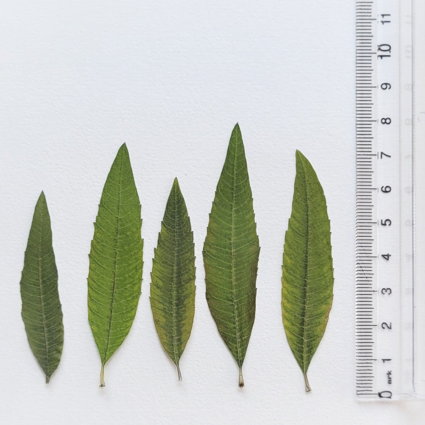 FEUILLE VERVEINE PRESSEE