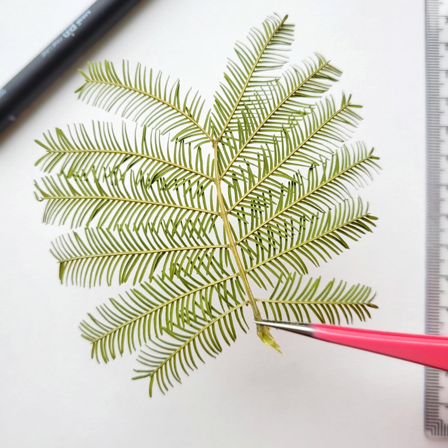 FEUILLE MIMOSA PRESSEE COMESTIBLE