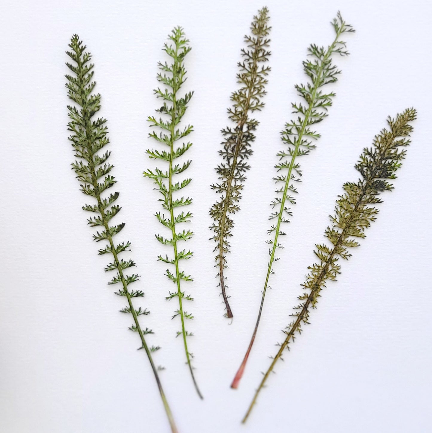 Feuille comestible pressée achillée