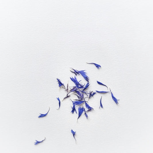 PETALES BLEUET BLEU