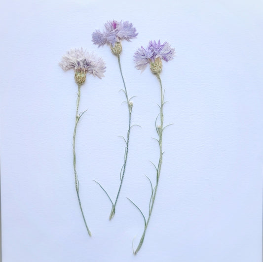TIGE BLEUET VIOLET