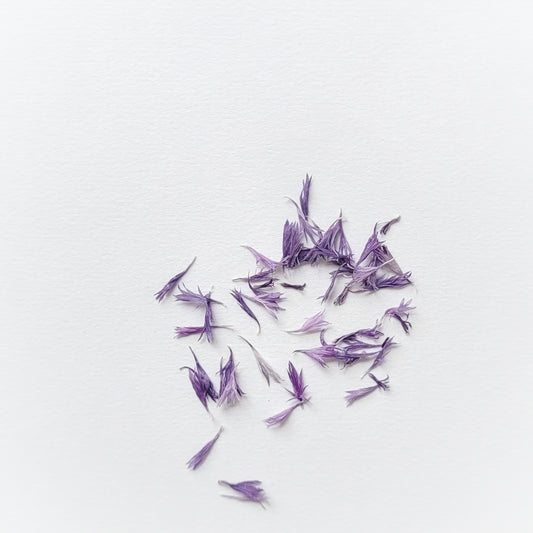 PETALES BLEUET VIOLET