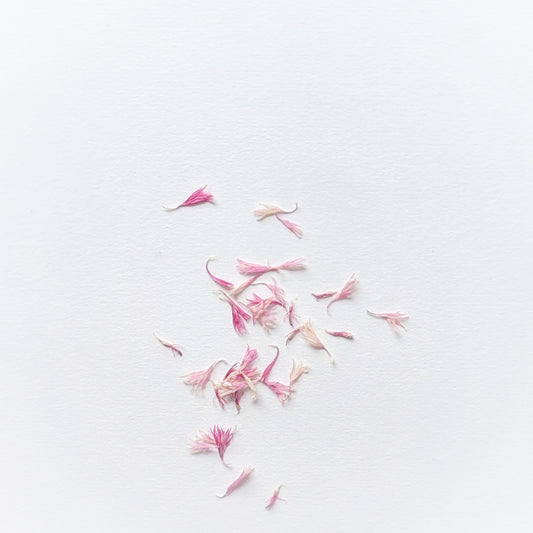 PETALES BLEUET ROSE