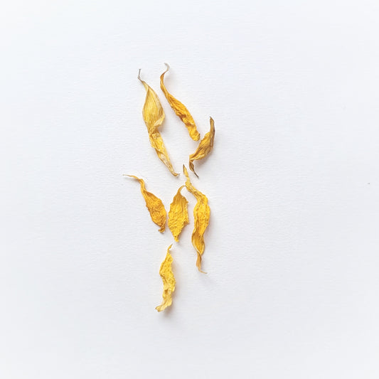 PETALES TOURNESOL