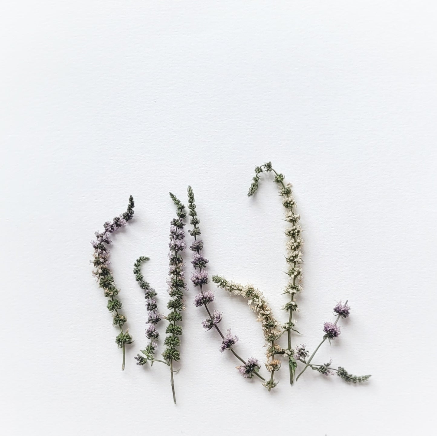 FLEURS DE MENTHE