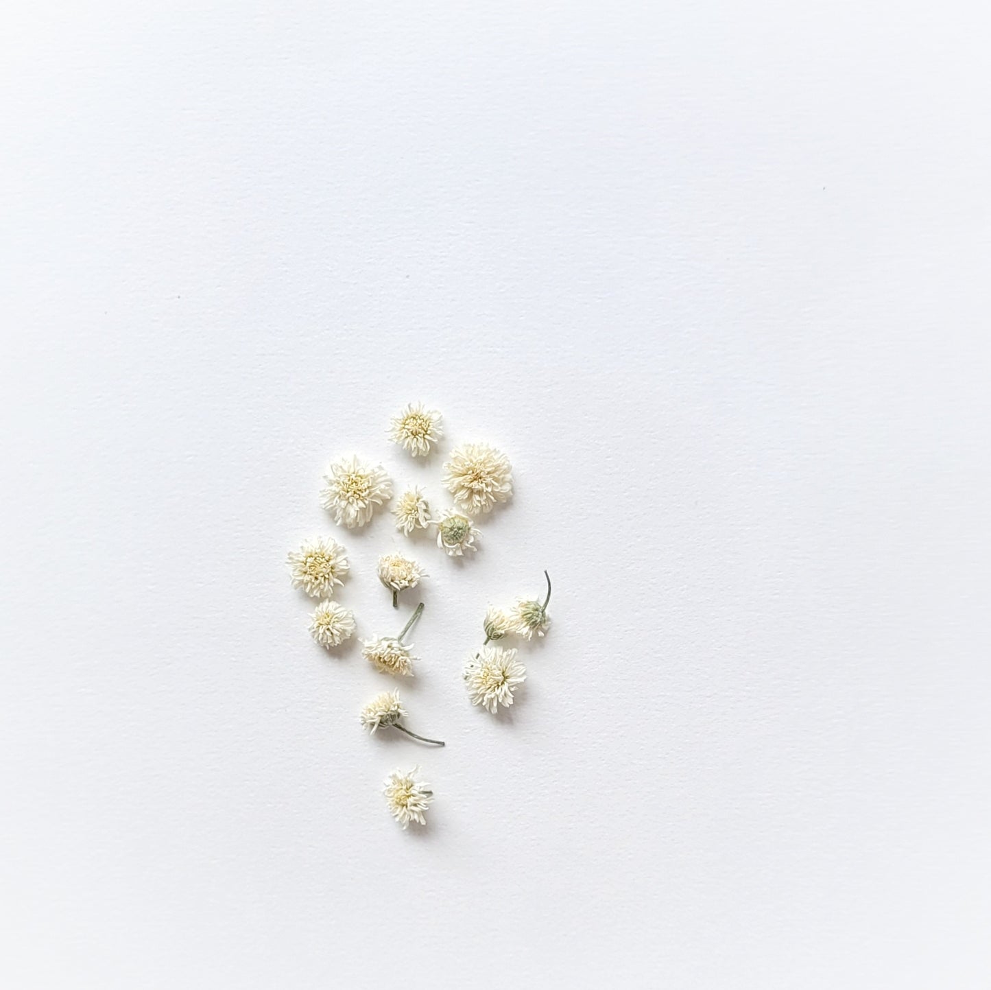 FLEURS DE CAMOMILLE ROMAINE