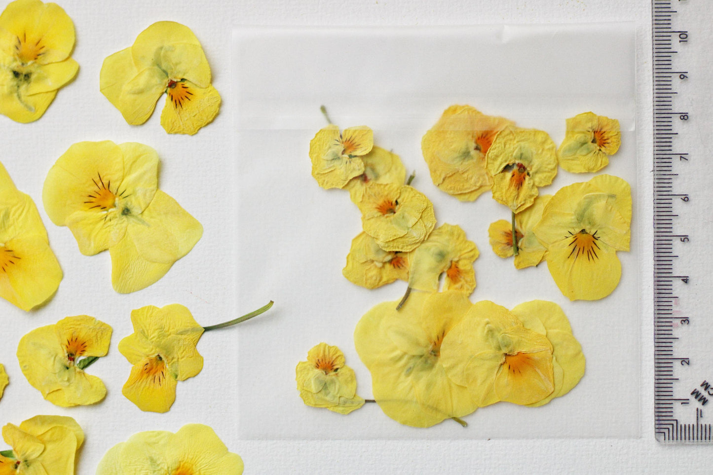 FLEUR PENSEE PRESSEE COMESTIBLE JAUNE