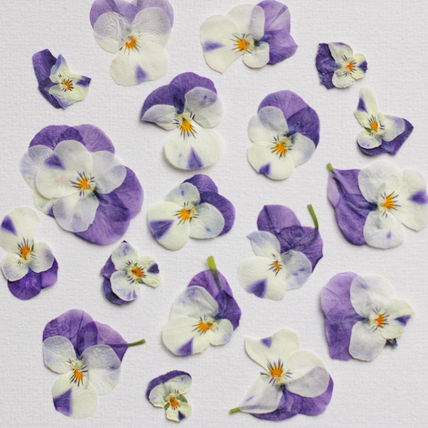 FLEUR PENSEE PRESSEE COMESTIBLE VIOLET