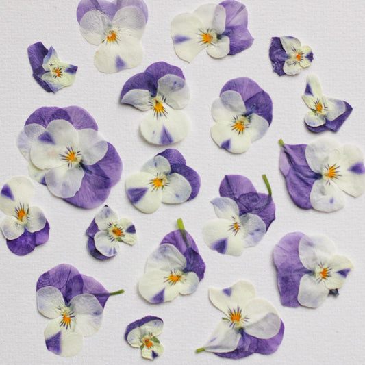 FLEUR PENSEE PRESSEE COMESTIBLE VIOLET