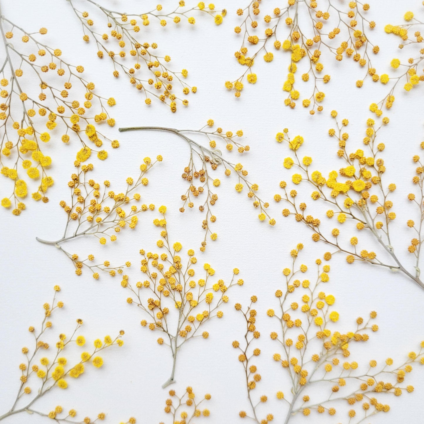 TIGE BOUTONS FLORAUX MIMOSA COMESTIBLE