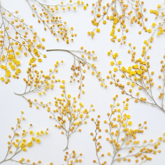TIGE BOUTONS FLORAUX MIMOSA COMESTIBLE