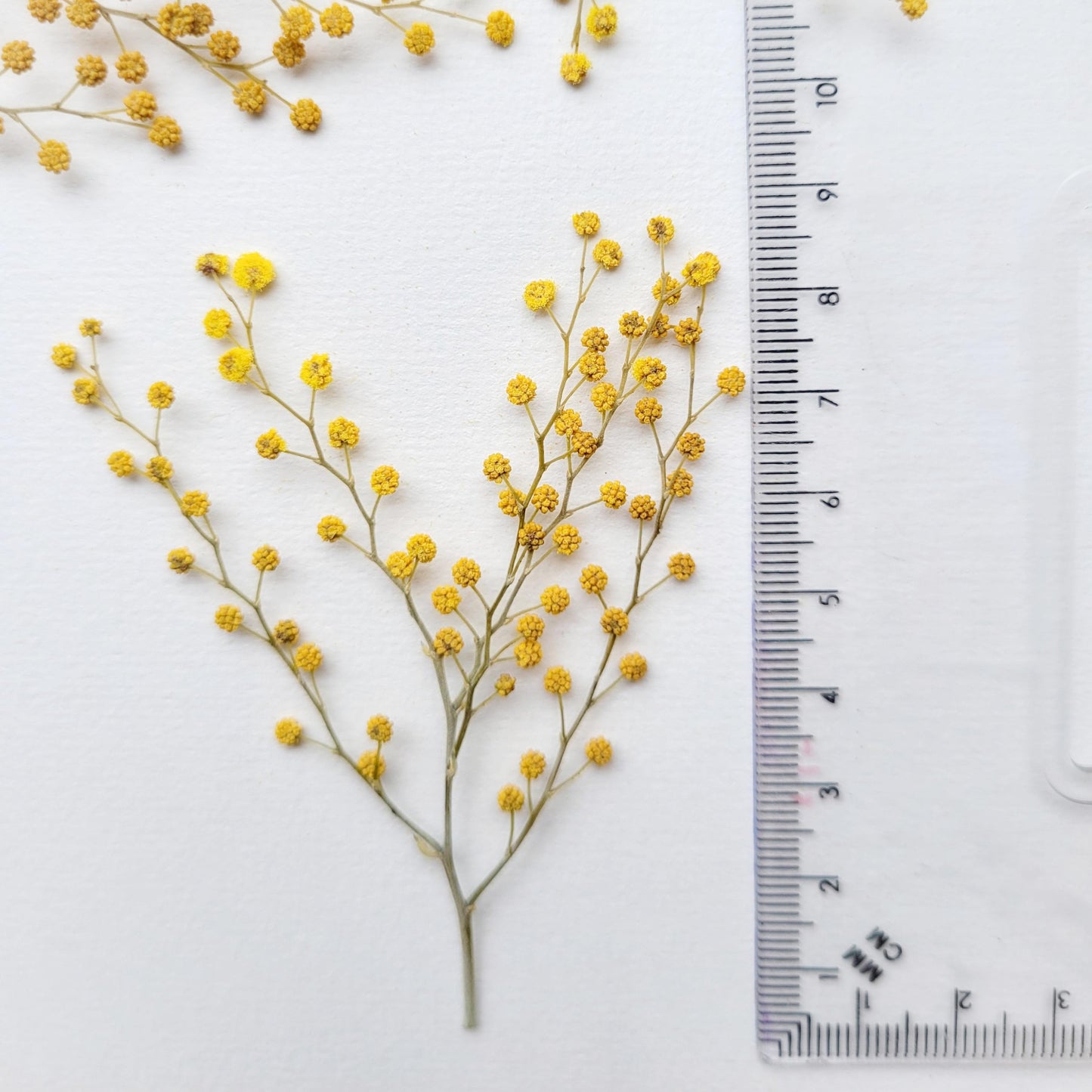 TIGE BOUTONS FLORAUX MIMOSA COMESTIBLE