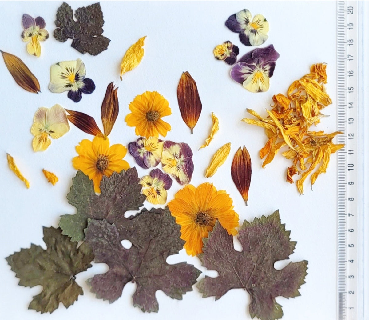 ASSORTIMENT COMESTIBLES PRESSE DECOR CAKE D'AUTOMNE