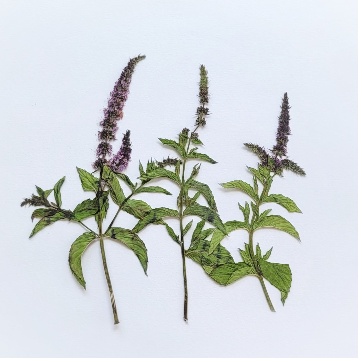 FEUILLE MENTHE PRESSEE