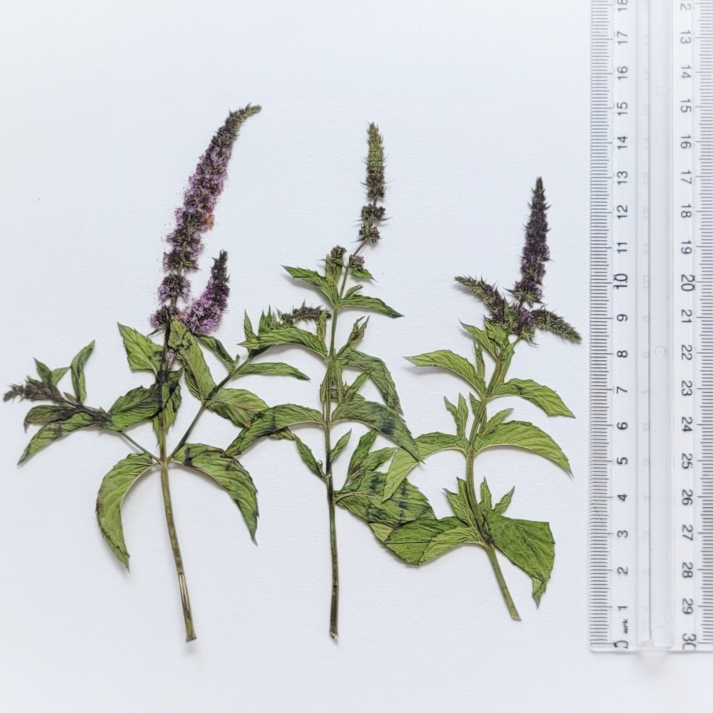 FEUILLE MENTHE PRESSEE