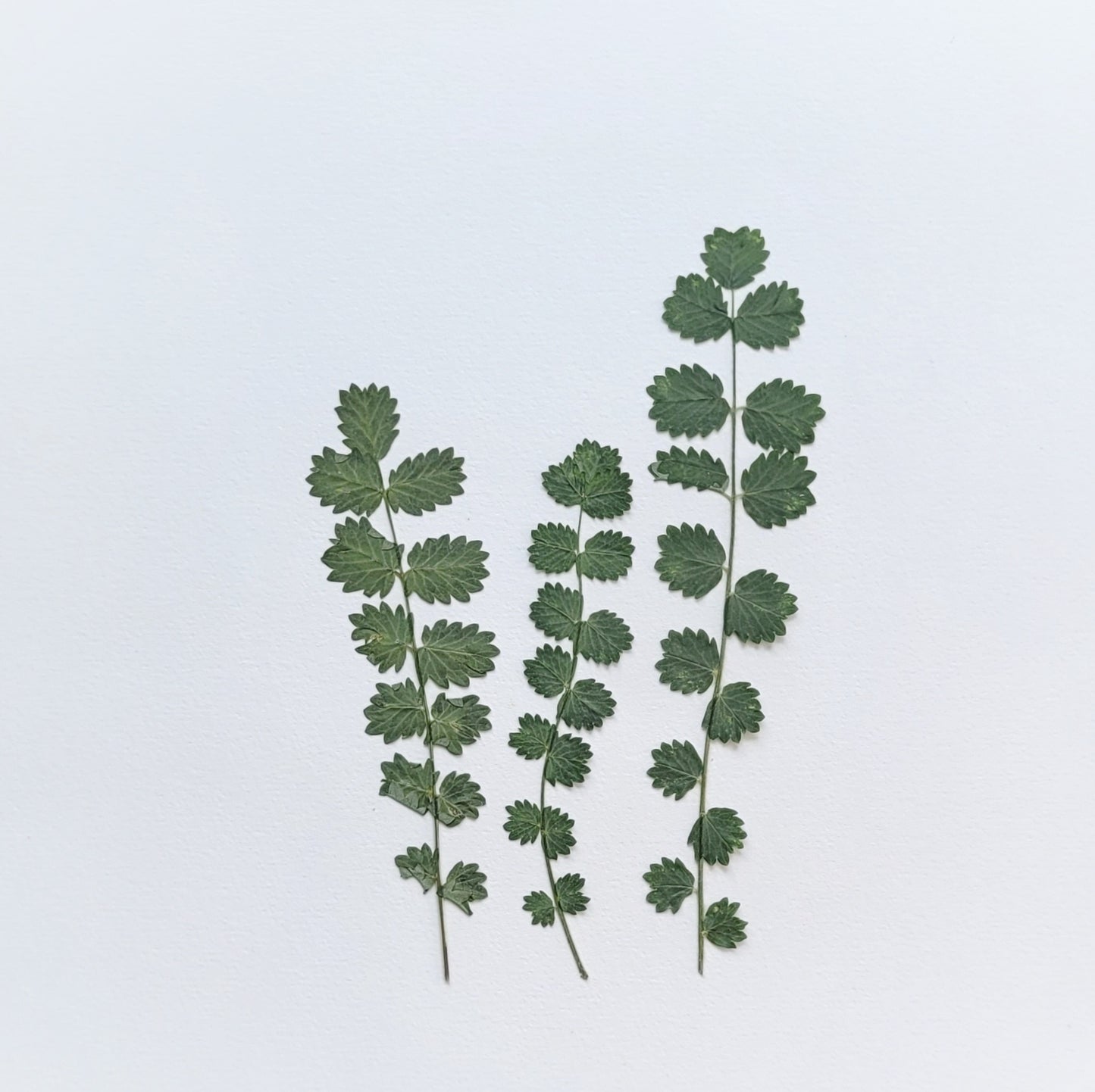 FEUILLE PIMPRENELLE PRESSEE
