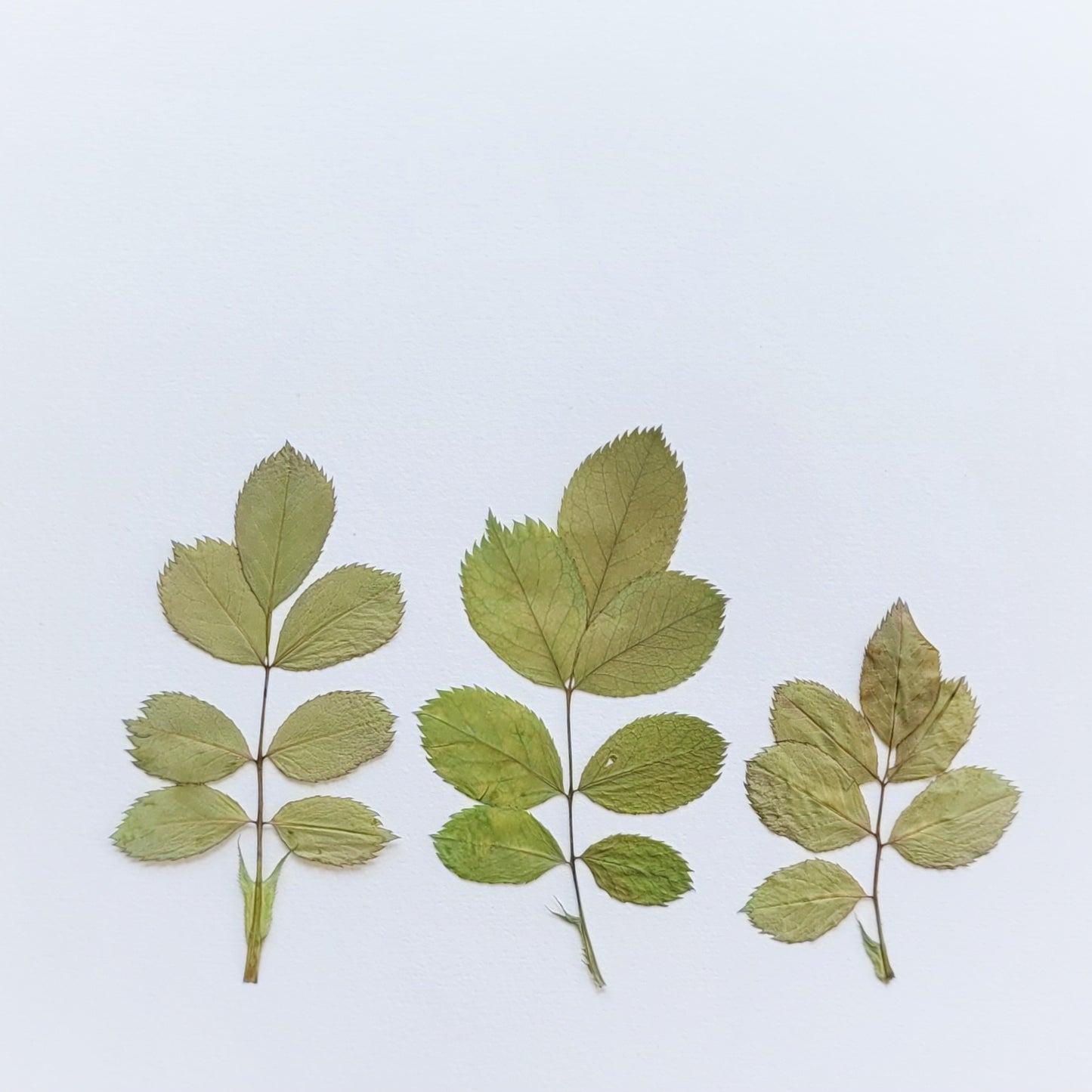 FEUILLE ROSIER PRESSEE