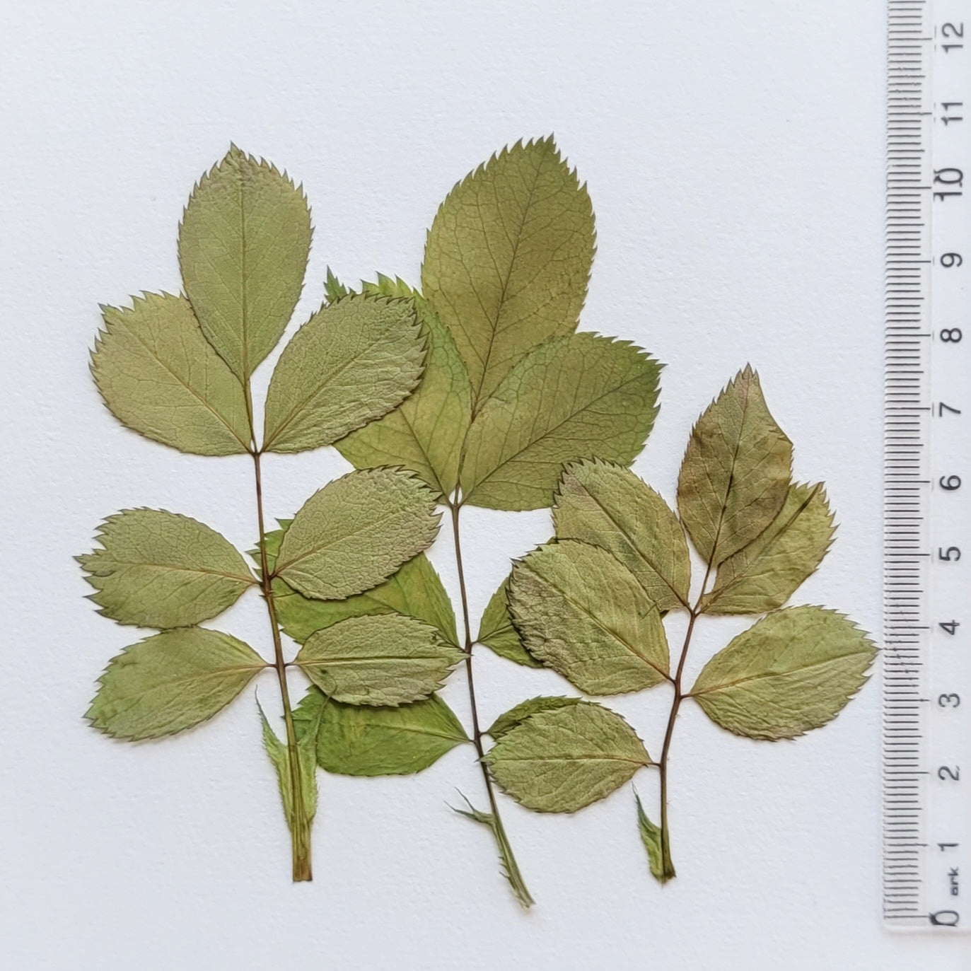FEUILLE ROSIER PRESSEE