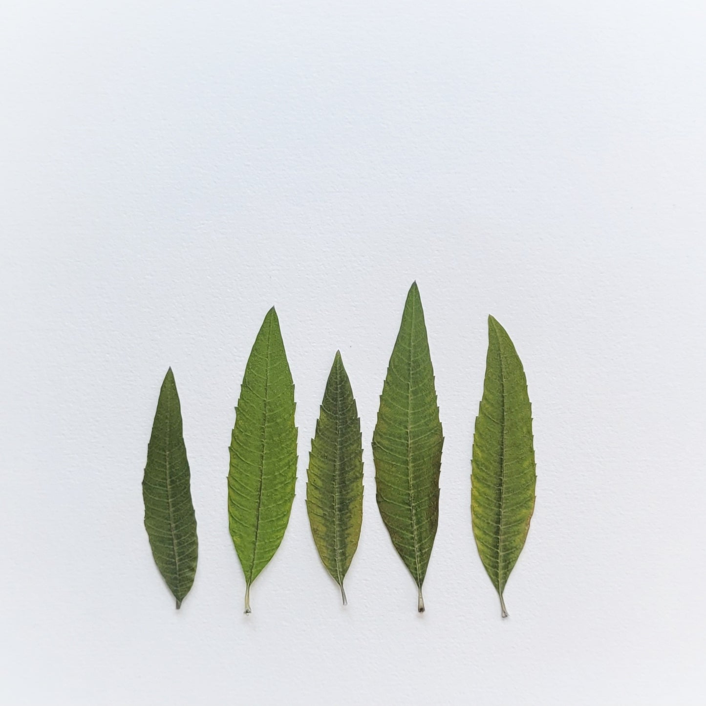 FEUILLE VERVEINE PRESSEE