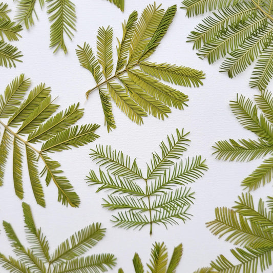 FEUILLE MIMOSA PRESSEE COMESTIBLE