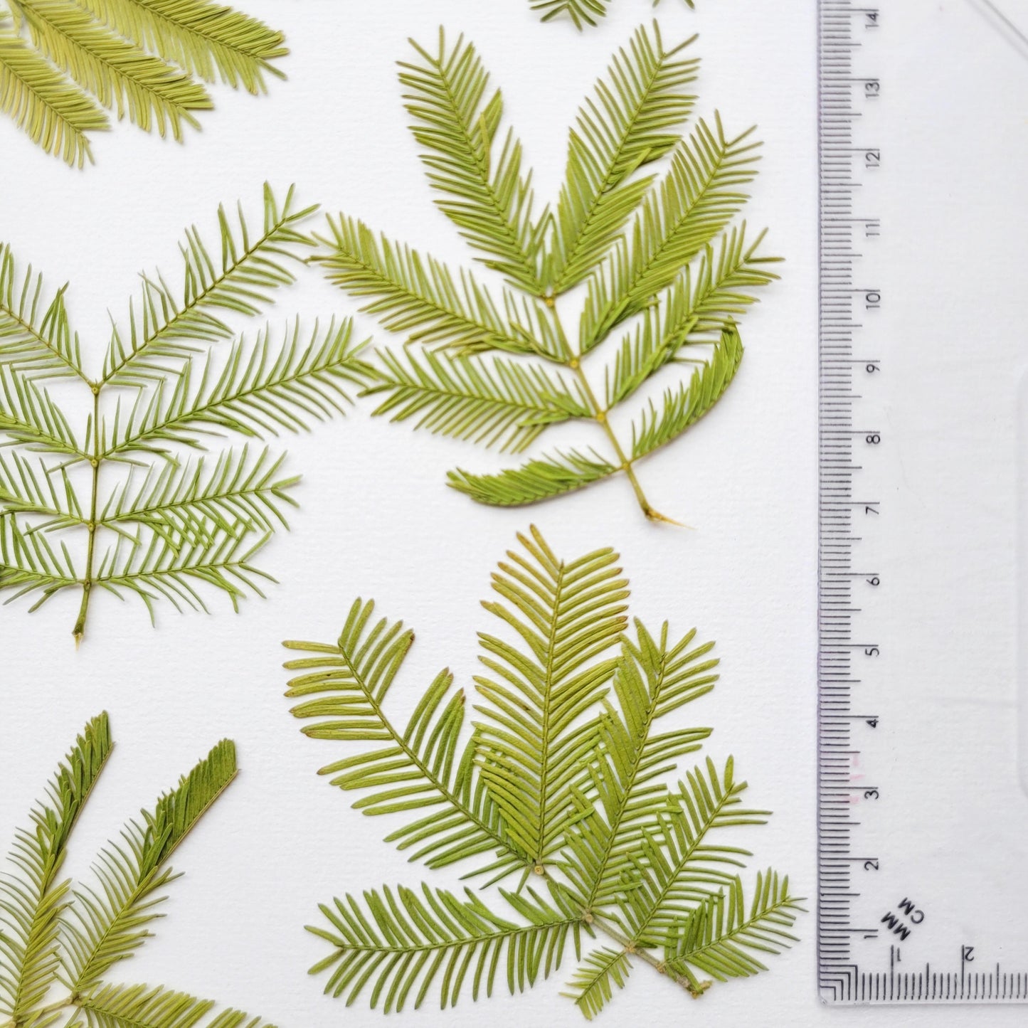 FEUILLE MIMOSA PRESSEE COMESTIBLE
