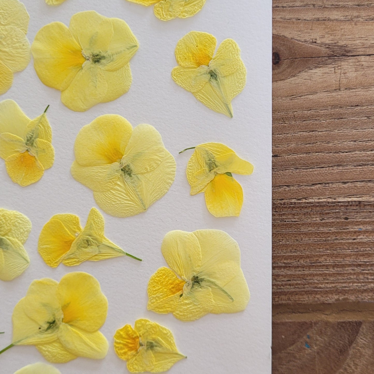 fleur de pensée jaune comestible pressée