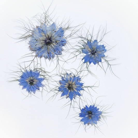 fleur de nigelle comestible bleu pressée