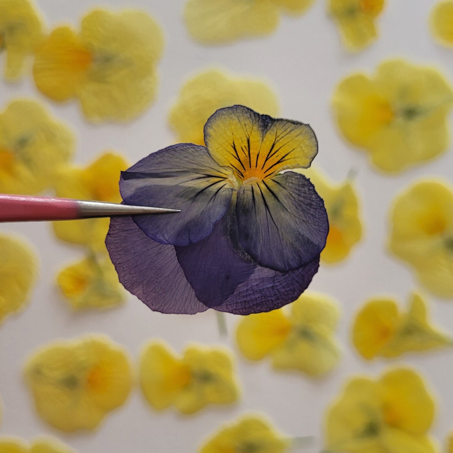 fleur de pensée comestible bleu pressée