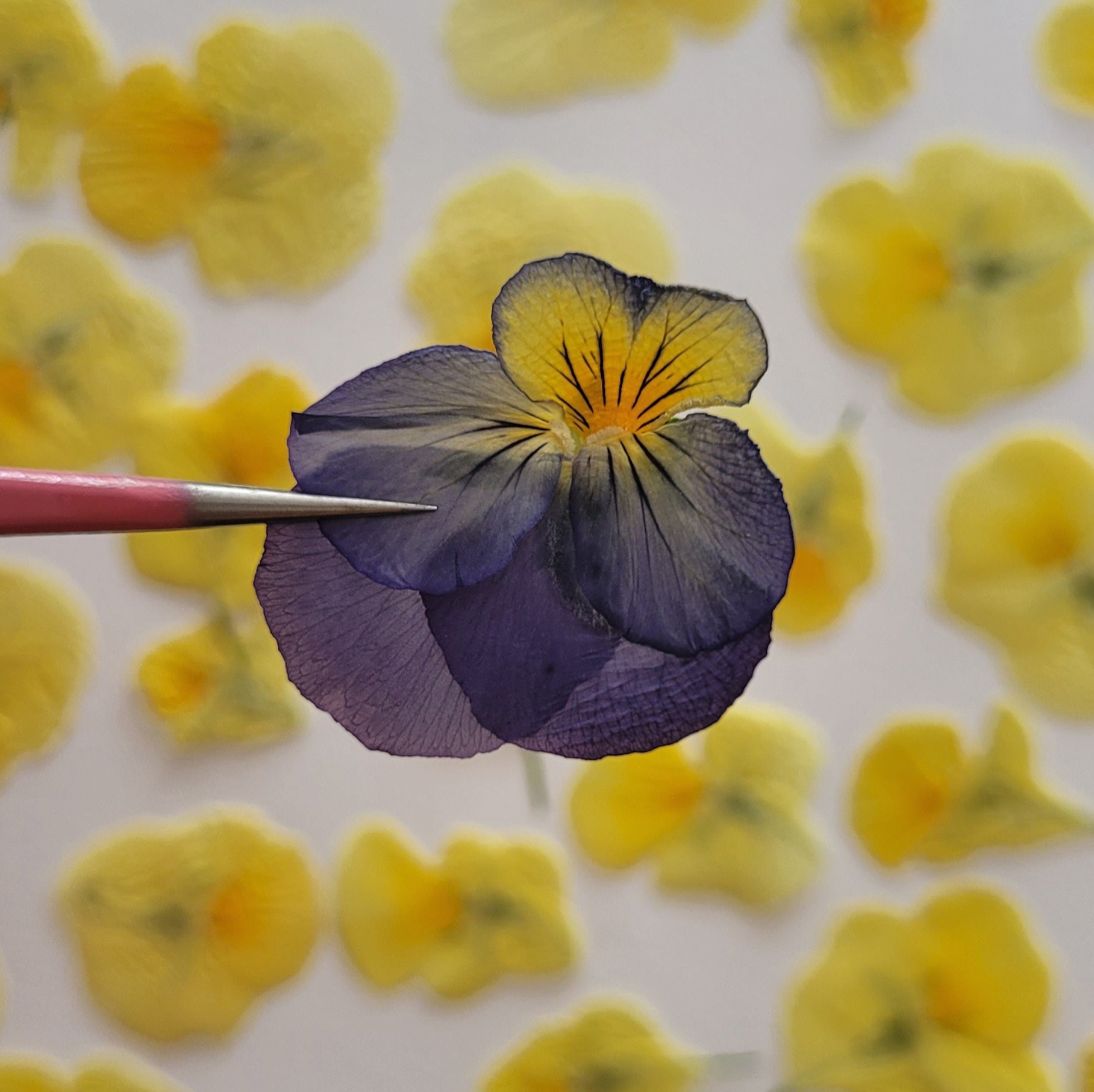 fleur de pensée comestible bleu pressée