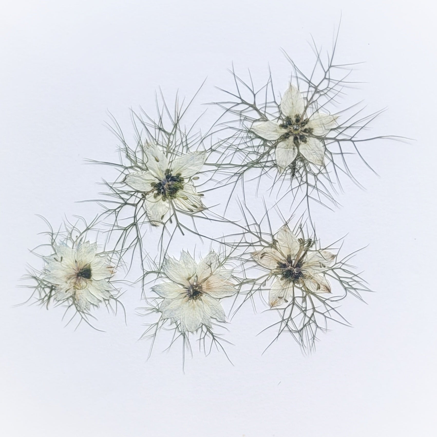 fleur de nigelle comestible blanche pressée