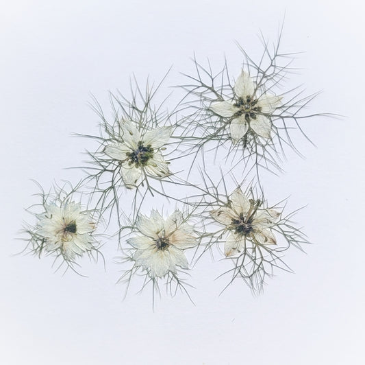 fleur de nigelle comestible blanche pressée