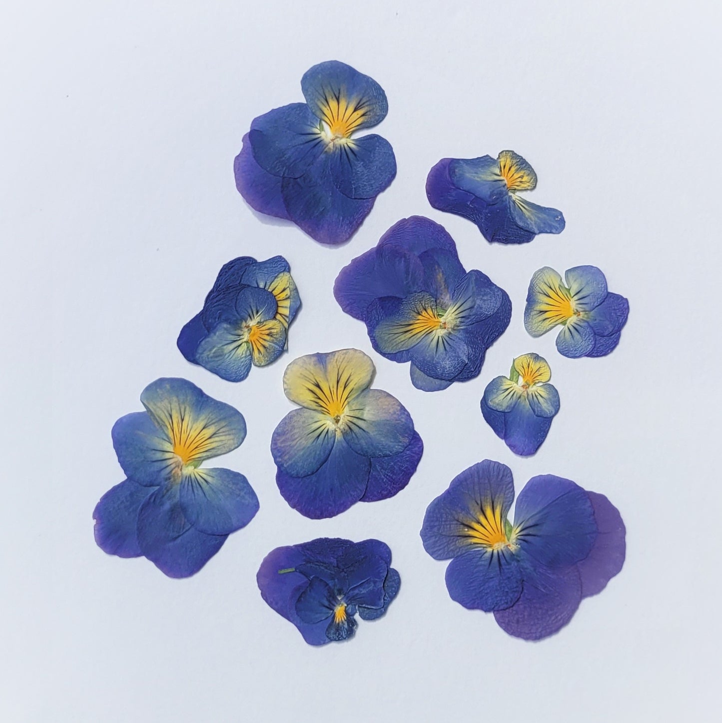 fleur de pensée pressée bleu 