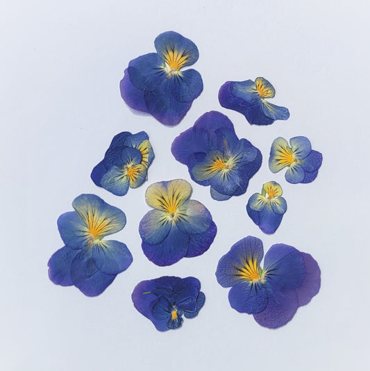fleur de pensée pressée bleu 