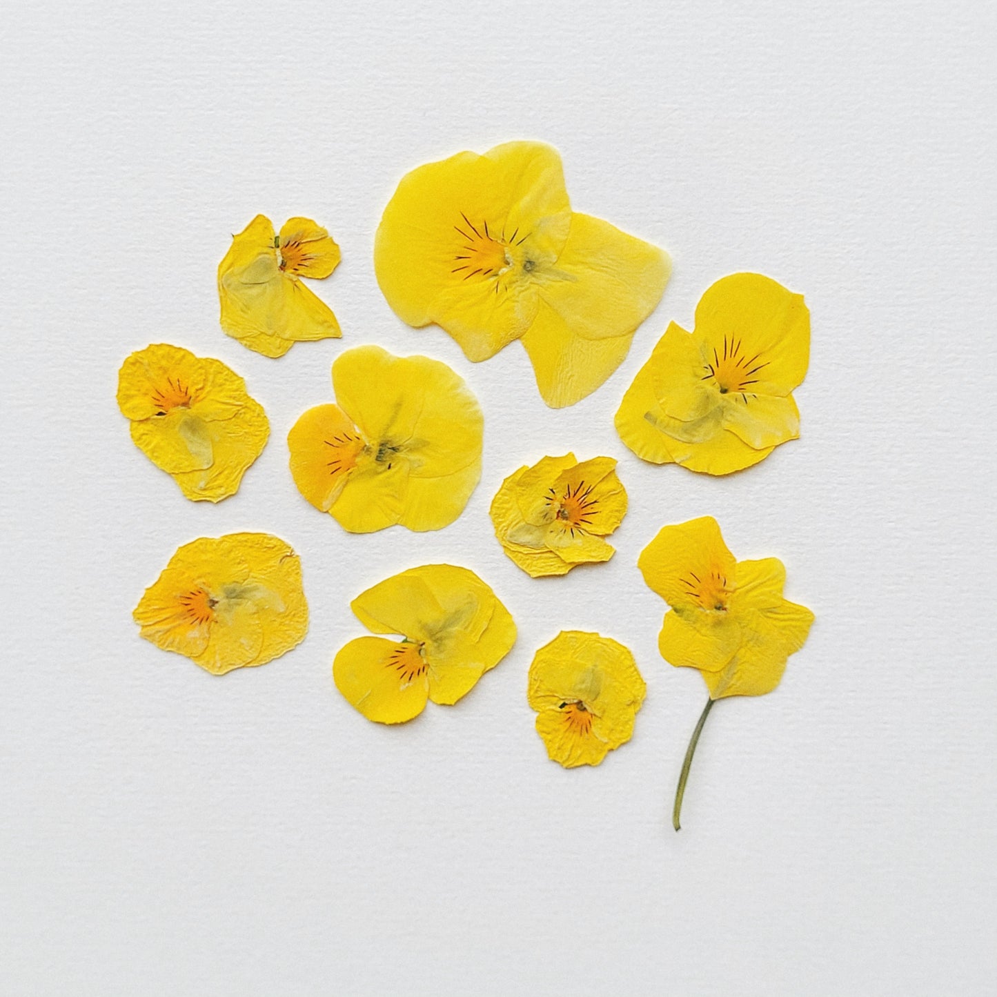 FLEUR PENSEE PRESSEE COMESTIBLE JAUNE