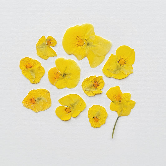 FLEUR PENSEE PRESSEE COMESTIBLE JAUNE