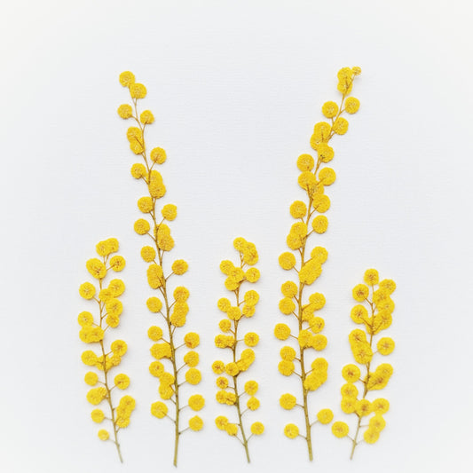 FLEUR MIMOSA PRESSEE COMESTIBLE