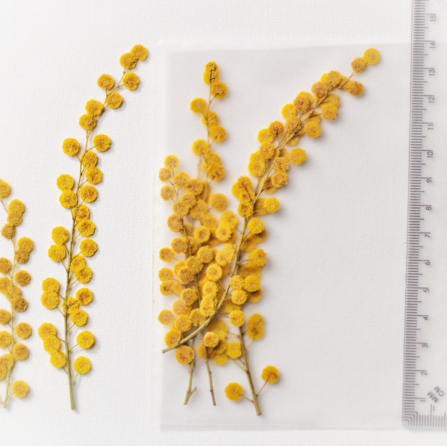 FLEUR MIMOSA PRESSEE COMESTIBLE