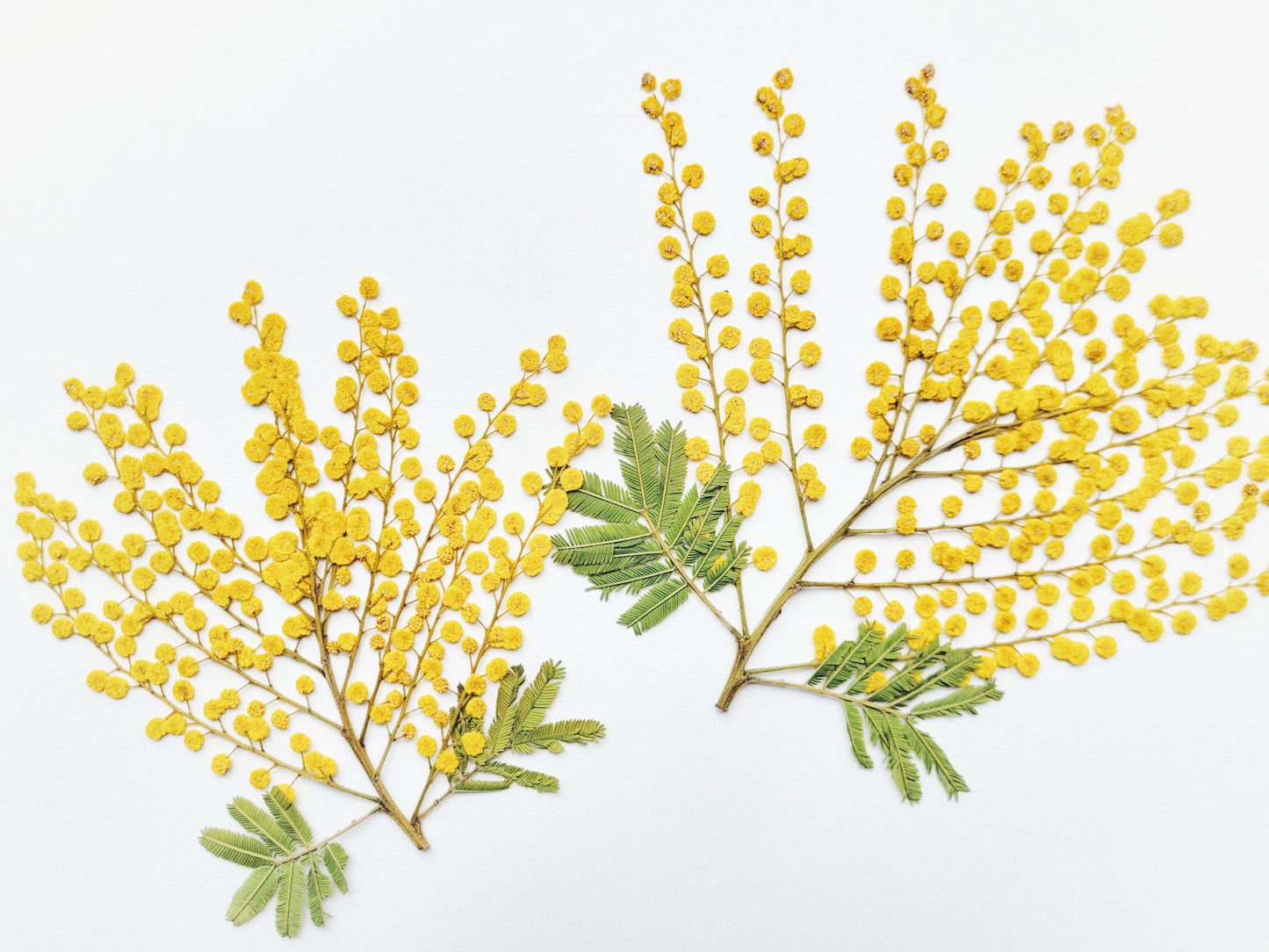 BRANCHE MIMOSA PRESSEE COMESTIBLE