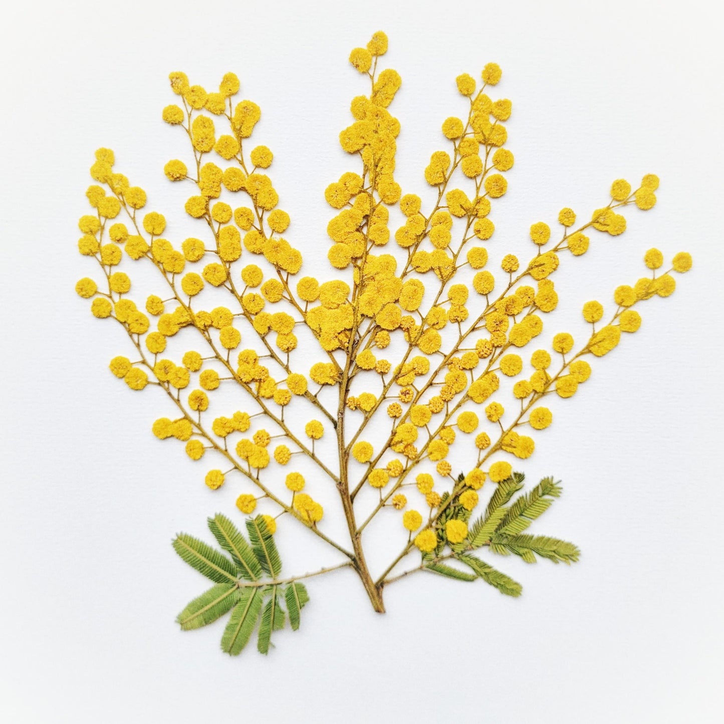 BRANCHE MIMOSA PRESSEE COMESTIBLE