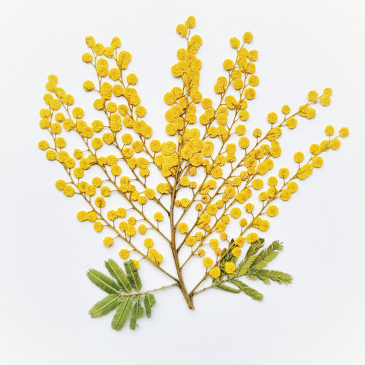 BRANCHE MIMOSA PRESSEE COMESTIBLE