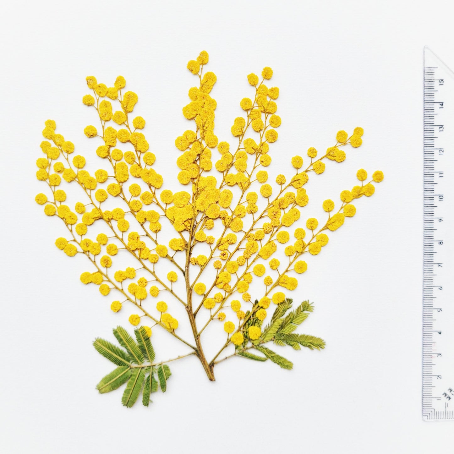 BRANCHE MIMOSA PRESSEE COMESTIBLE