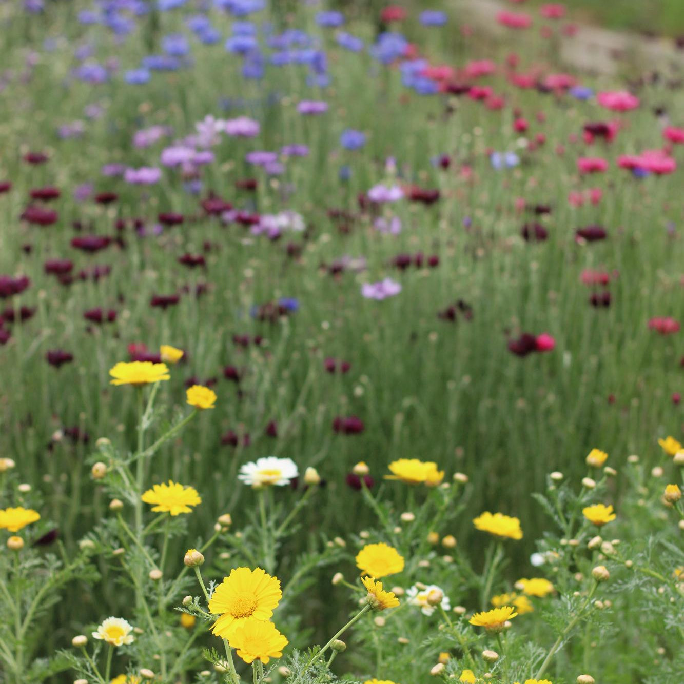 Jardin au printemps crysanthème comestible et bleuet