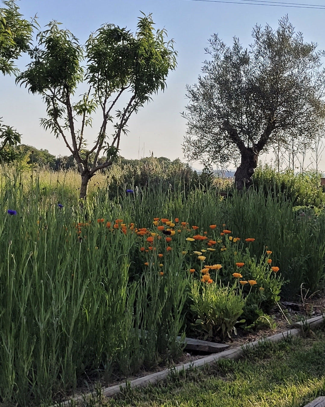 le jardin début avril