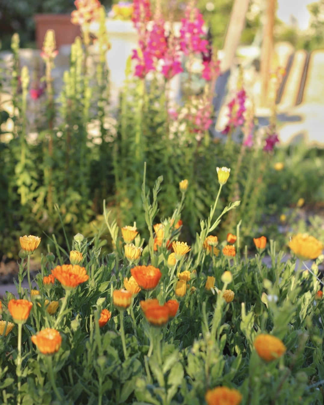 jardin en avril souci et mufliers