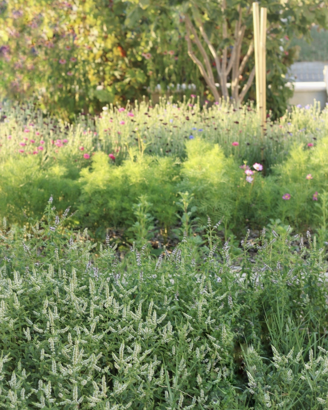 le jardin en juillet