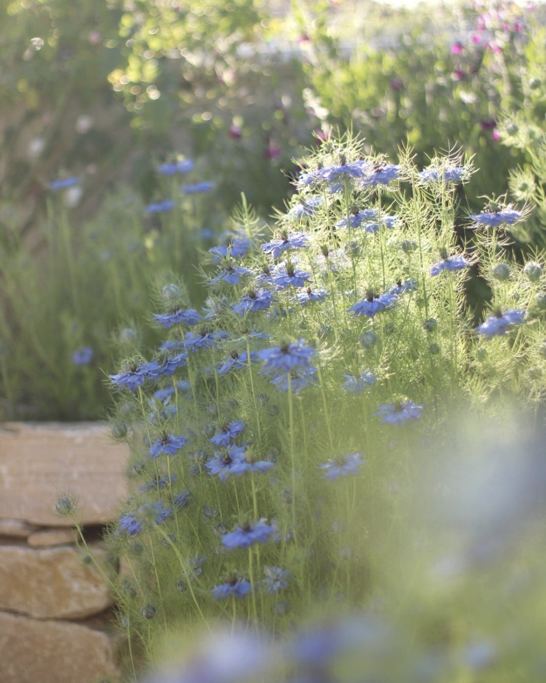 nigelle en mai